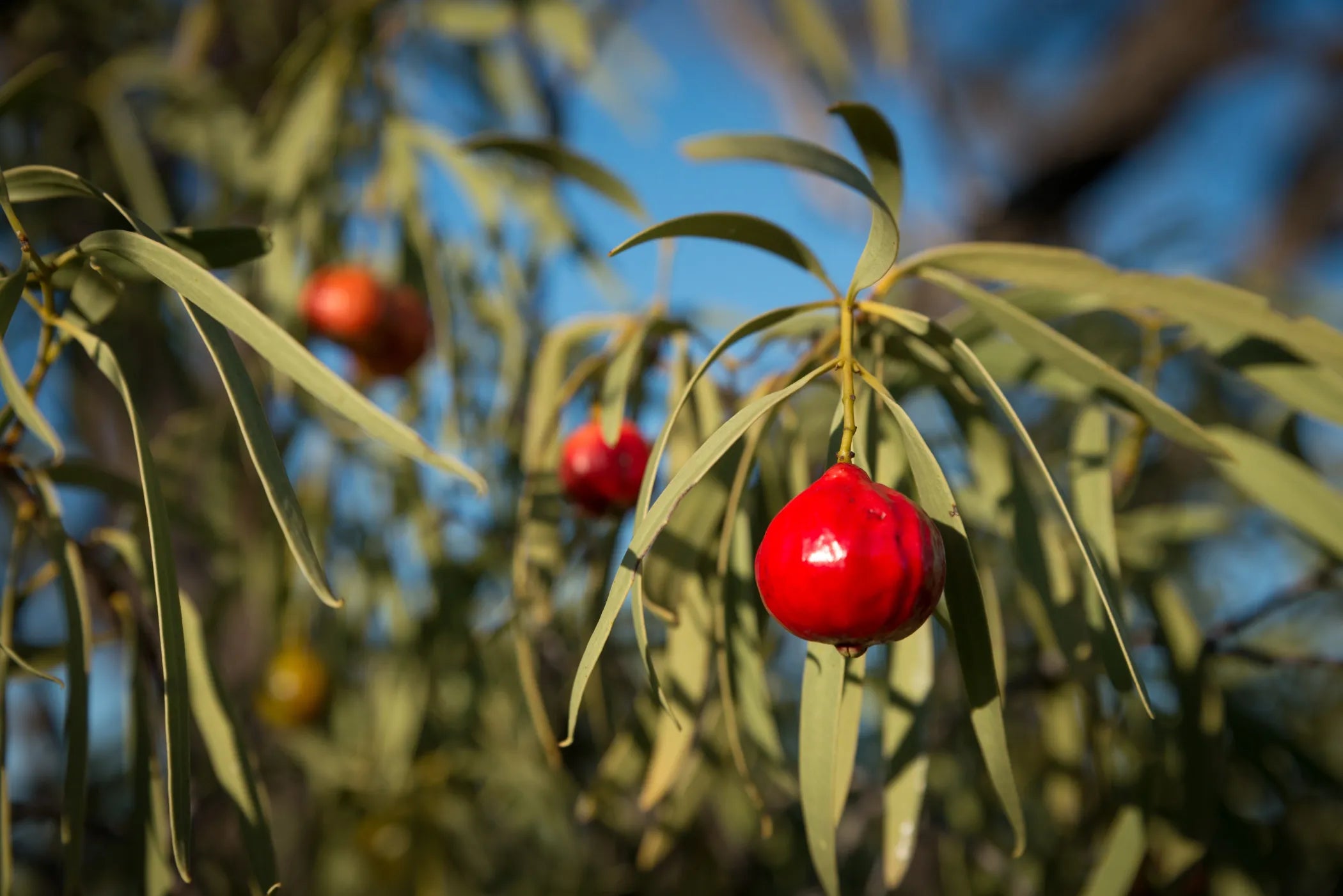 A tree with a red fruit on it