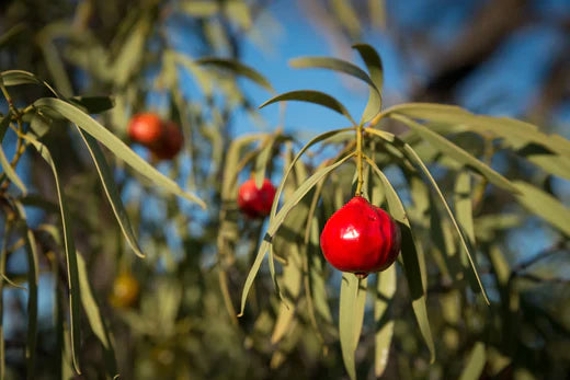 A tree with a red fruit on it