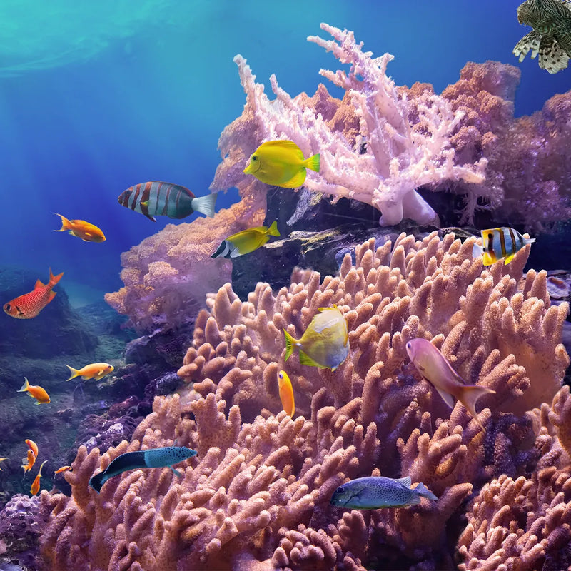 Coral reef and colorful fish swimming