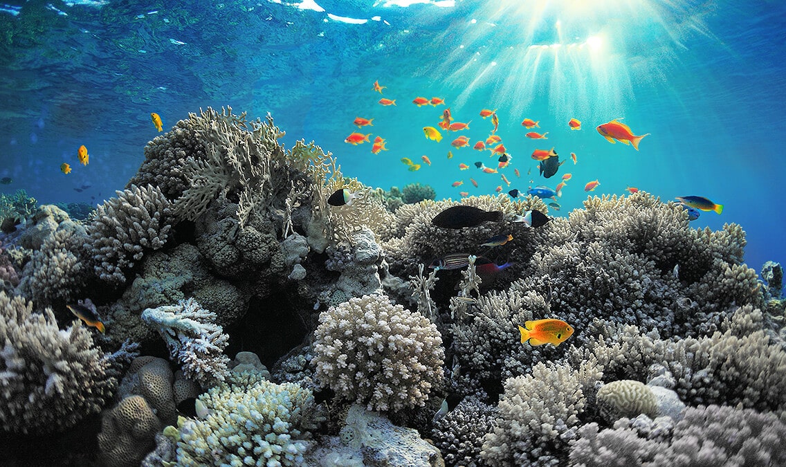 Find Out About Coral Reefs and Our Role in Reef Protection
